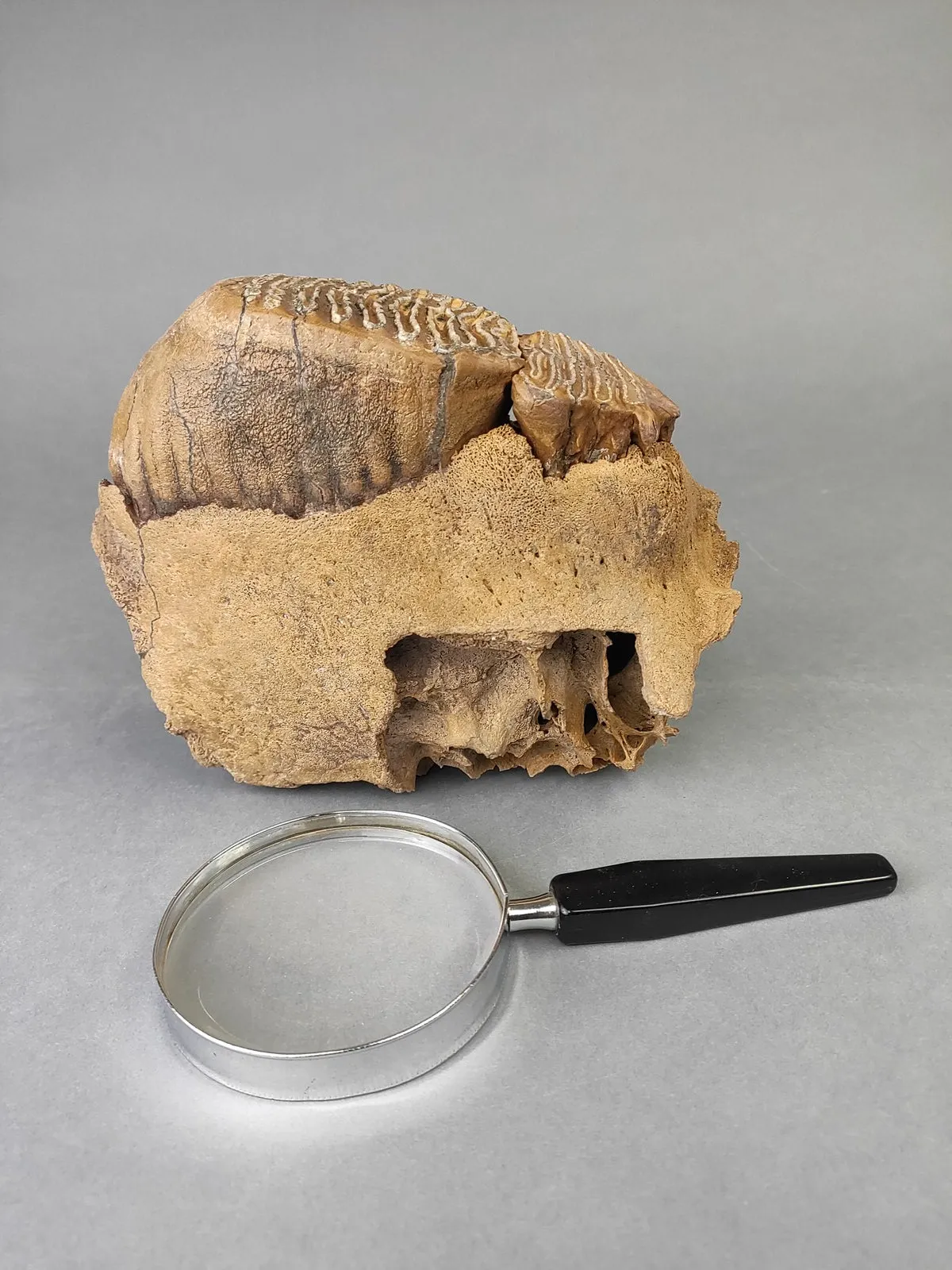 Woolly Mammoth Upper Jaw Section from Siberia - 8 inches