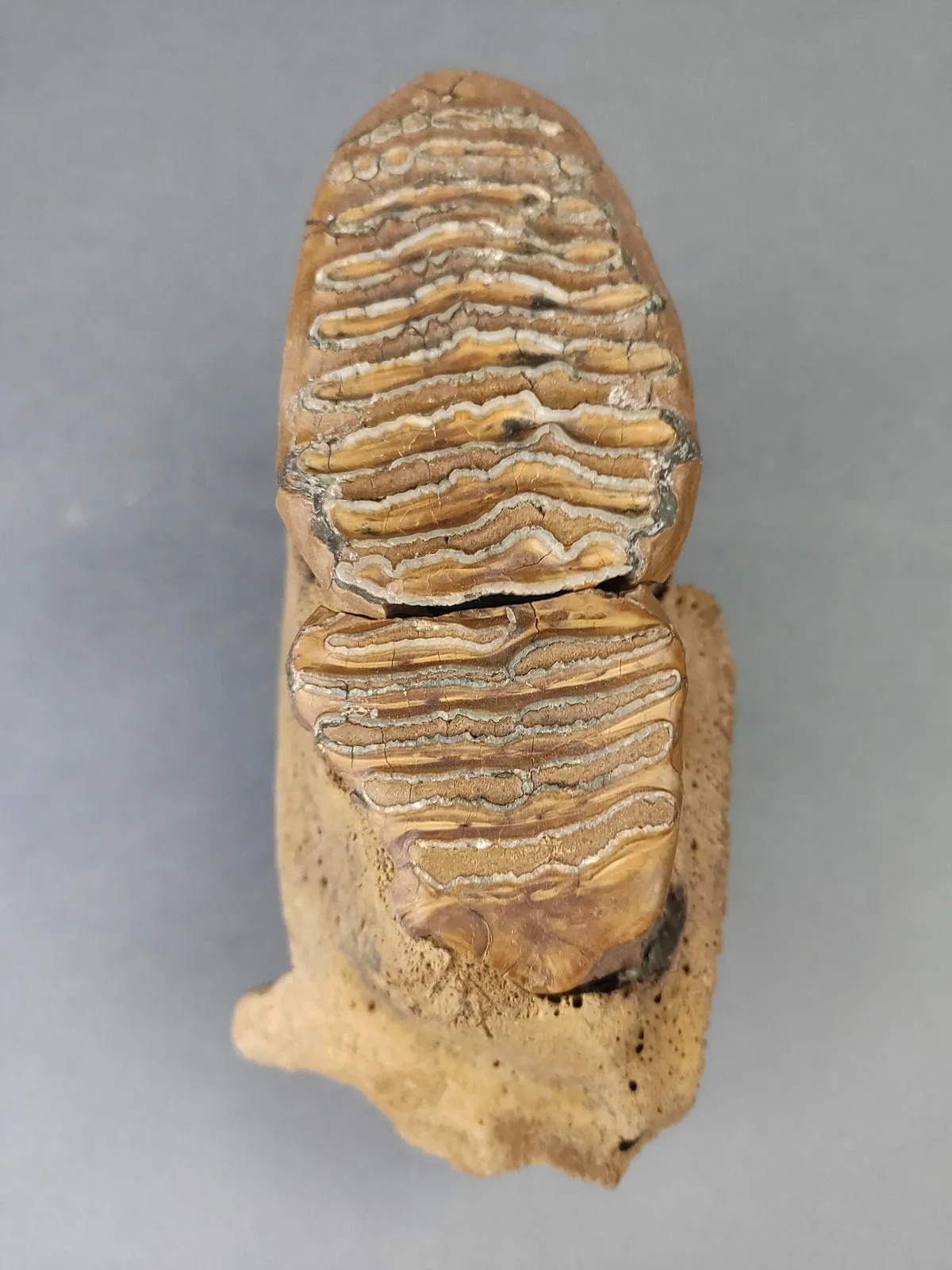 Woolly Mammoth Upper Jaw Section from Siberia - 8 inches
