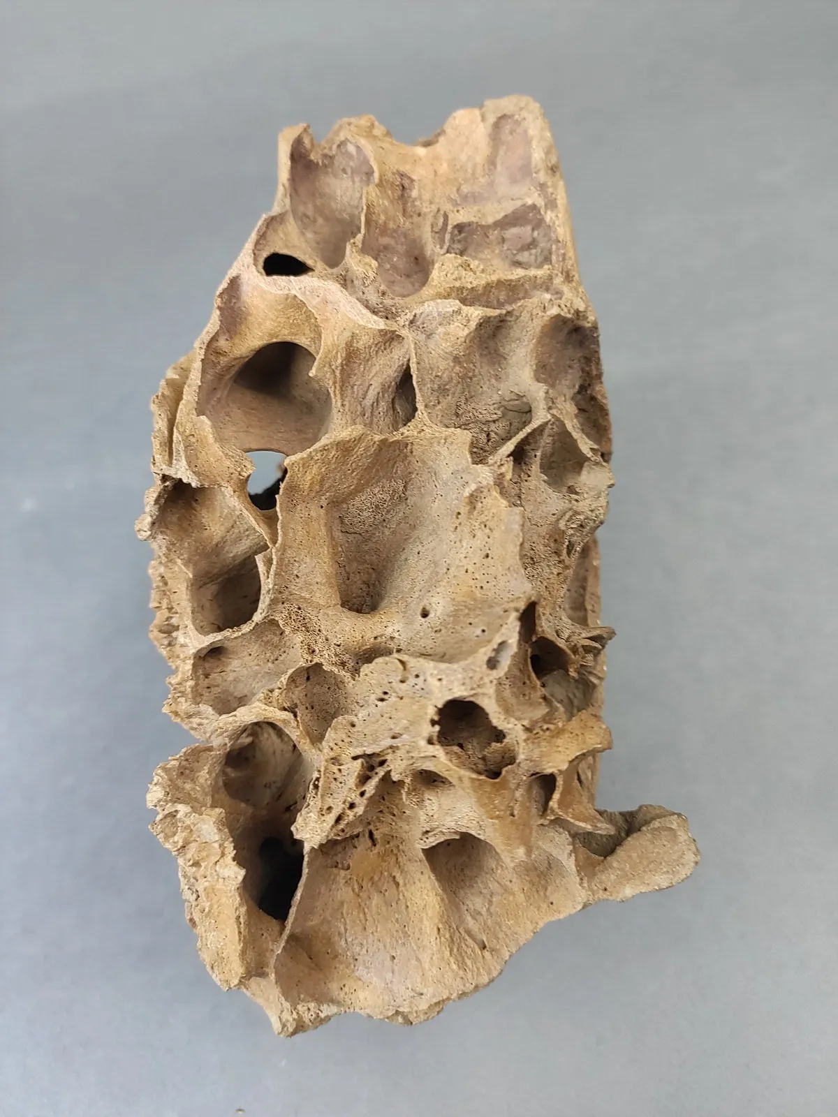 Woolly Mammoth Upper Jaw Section from Siberia - 8 inches