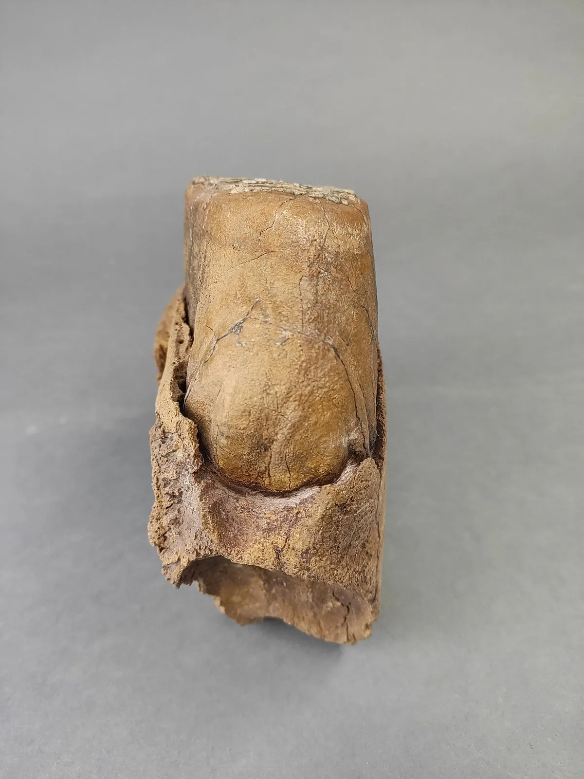 Woolly Mammoth Upper Jaw Section from Siberia - 8 inches